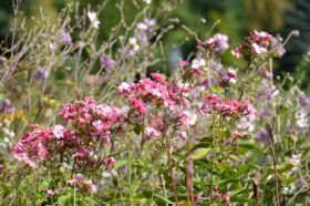 "Virágszirom bontogató" arborétumi játék