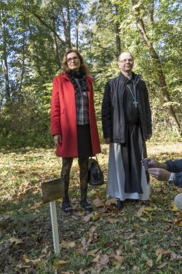 Libanoni cédrus a Ciszterci Arborétumban